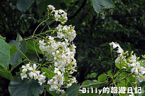 基隆暖暖桐花11.JPG