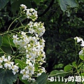 基隆暖暖桐花11.JPG