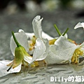 基隆暖暖桐花26.JPG