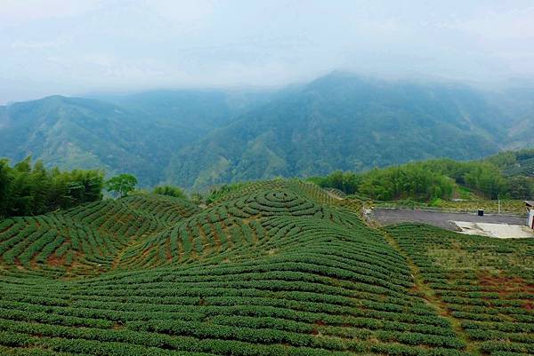 象徵八卦茶園意象的斗笠茶園