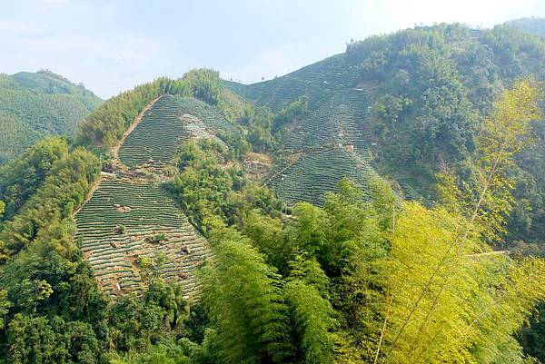 大鞍林道三叉崙支線風景