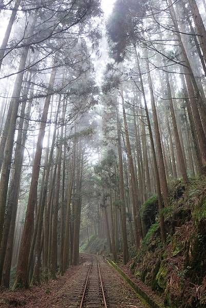 周圍杉樹林立的阿里山森鐵