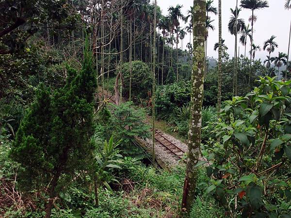 山林中的阿里山鐵路