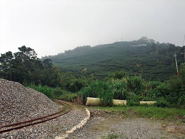 大左彎前面的茶山