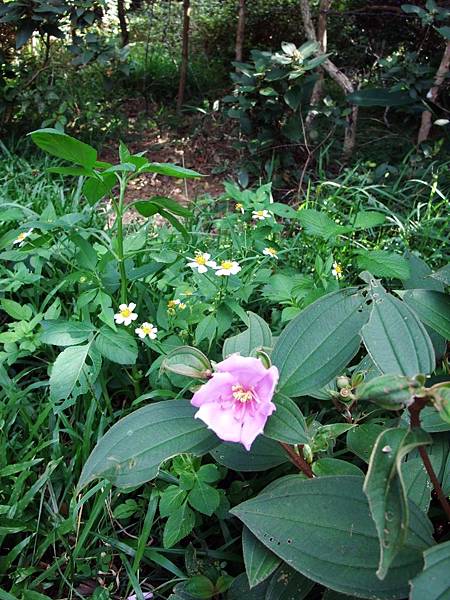 野牡丹與野薑花