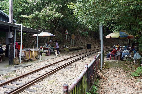 阿里山森鐵與獨立山步道在紅南坑交會