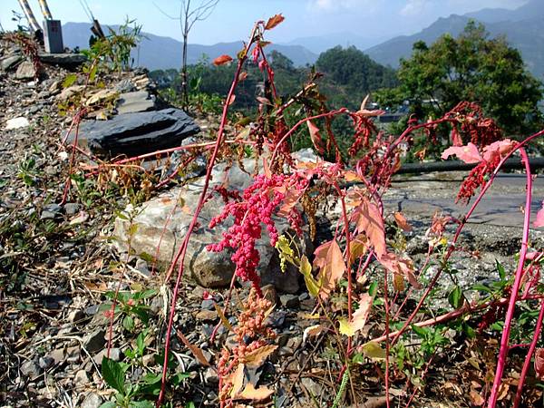 霧台公路旁的紅藜