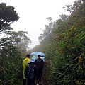 山中小徑瀰漫雨霧之中