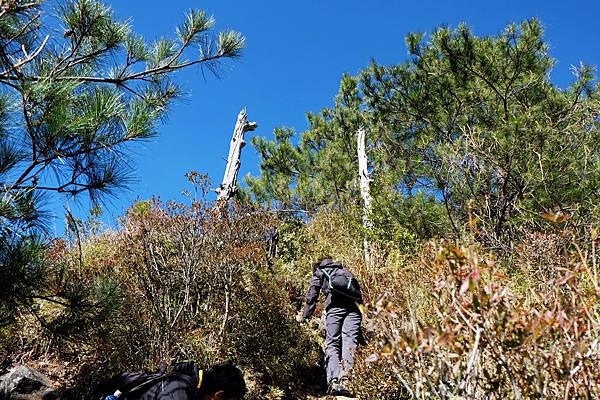 兩棵枯樹枝幹「迎賓」