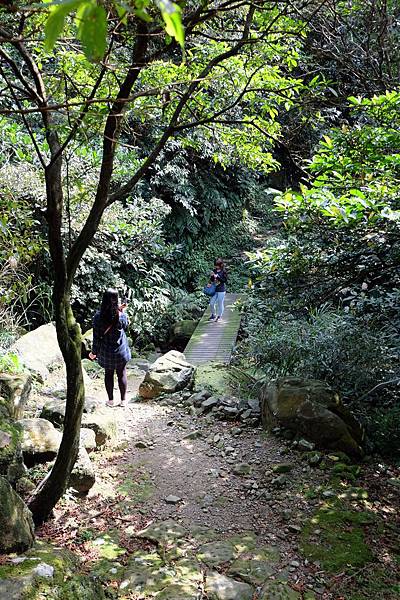 溪谷小橋