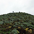 山坡上海芙蓉團團叢生