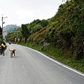 南橫公路台20線168km「摩天」