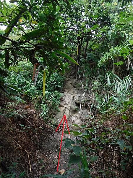 登山綁條往稜線方向