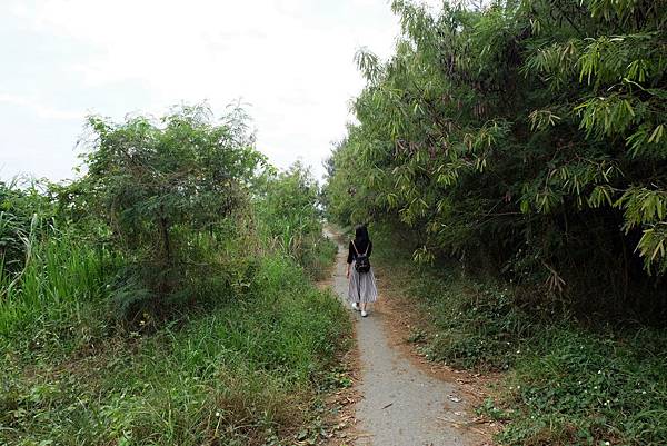 防風林小路