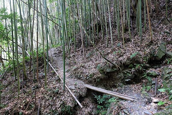 竹林小徑一景