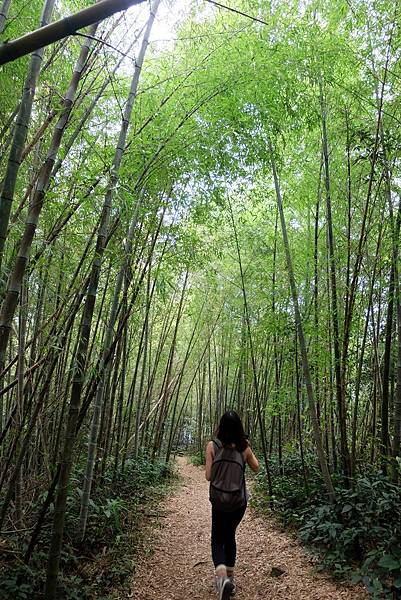 進入竹林步道