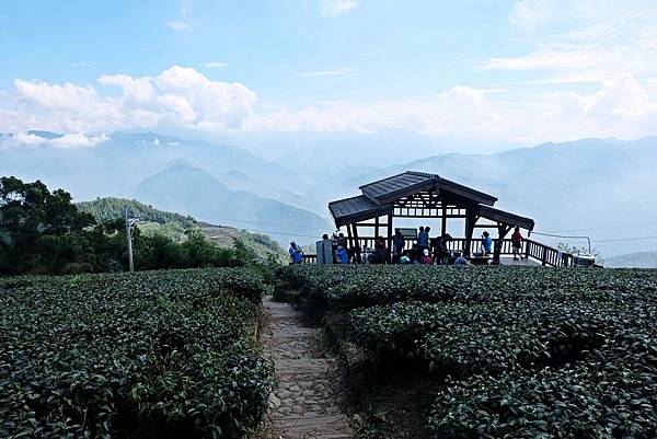 二尖山頂茶園東側觀景台