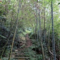 登馬鞍山竹林步道