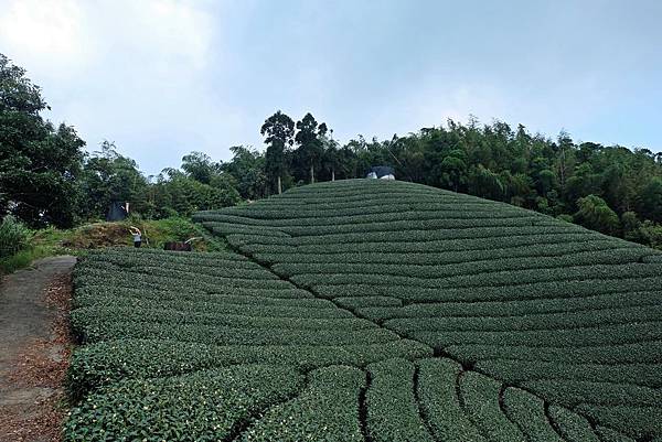 回看馬鞍山頂