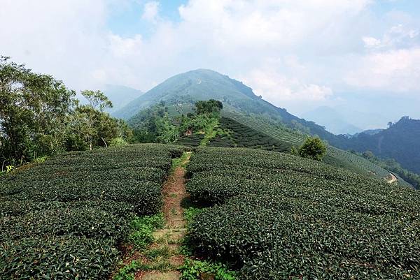 雲嘉五連峰縱走茶園風景