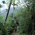 往太平山竹林步道