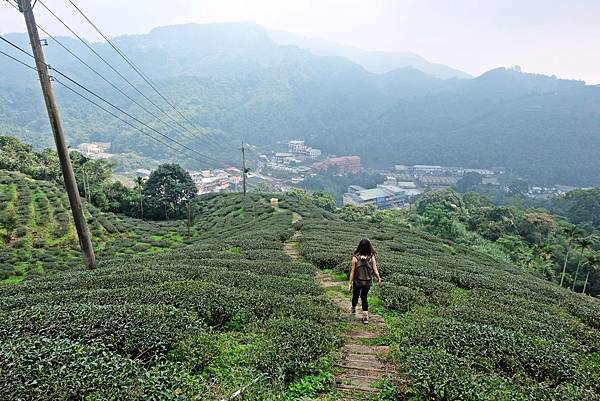 途經茶園往下走