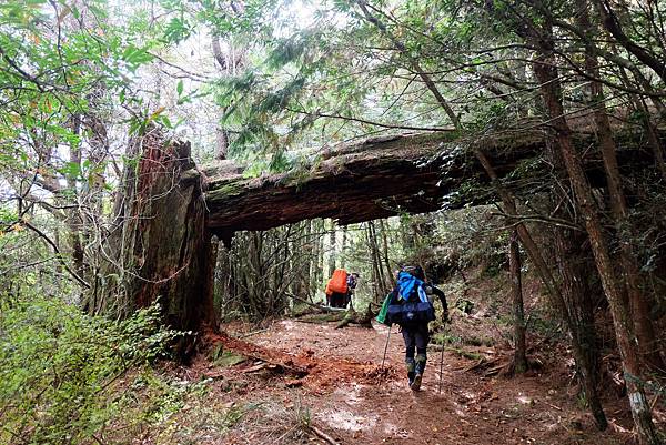 730林道約18K倒木「閂山之門」