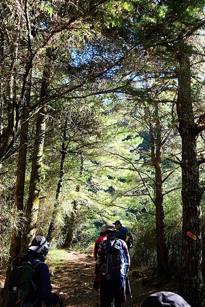 730林道鈴鳴山步道一景