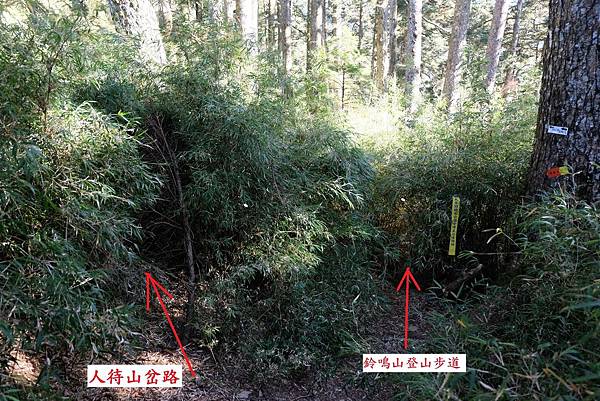 人待山岔路接回鈴鳴山登山步道