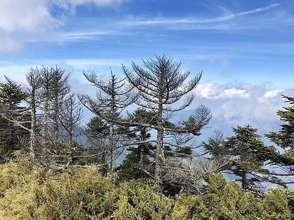 白姑大山頂生松林