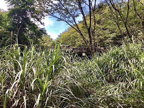 眠月車站陷入荒煙漫草之中 眠月車站陷入荒煙漫草之中