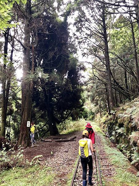 續行眠月線遇紅檜林 續行眠月線遇紅檜林