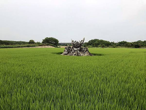 抵達舊五福宮遺址水稻田