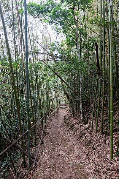 竹林路徑