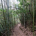 竹林路徑