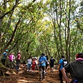 火炎山登山步道林蔭涼爽