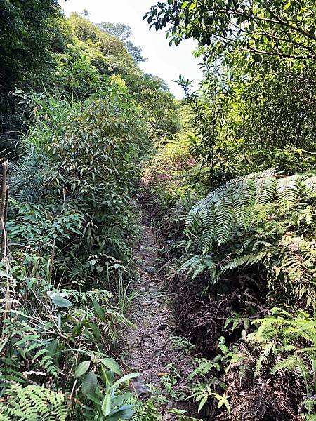 進入長草山徑 進入長草山徑