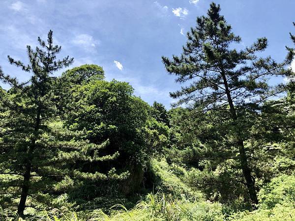 兩棵迎賓樹 兩棵迎賓樹