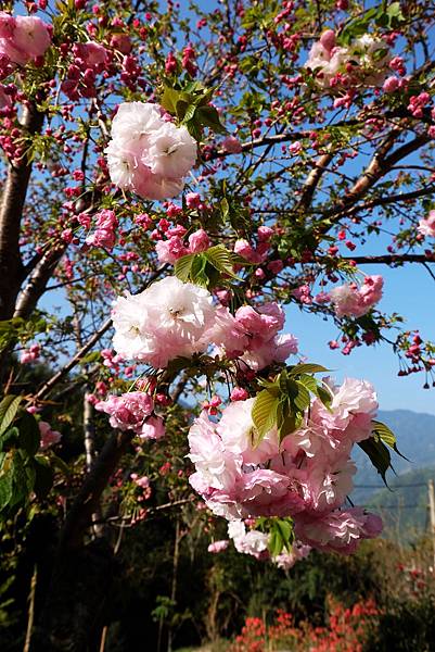 司馬庫斯山櫻花