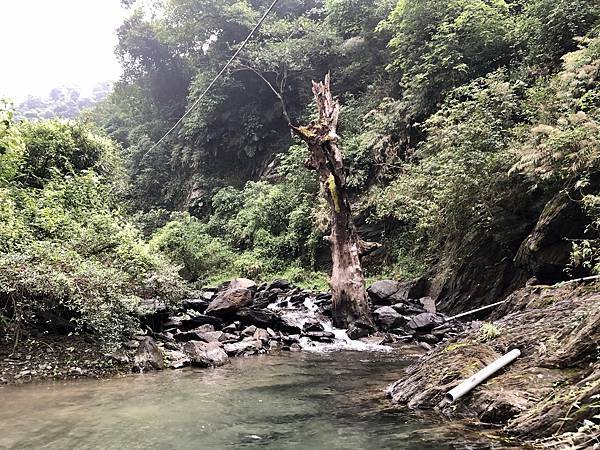 尖刀尾溪「河道立木」