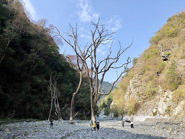 萬大北溪枯樹風景