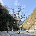 萬大北溪枯樹風景