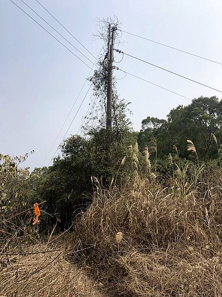 荒廢產業道路電線桿