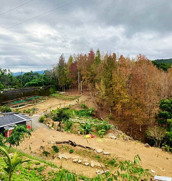 鄉道東70途經落羽松農園風景