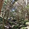 塔關山登山步道風景