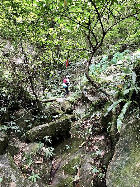 叢林獵徑步道風景