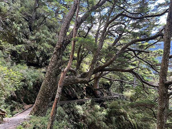 玉山登山步道鐵杉林