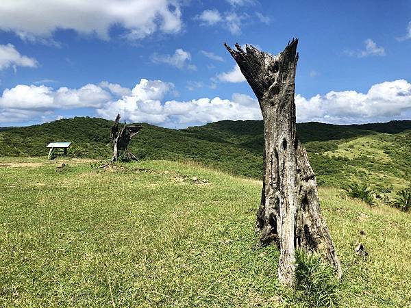 遇見門馬羅山大草原夫妻樹