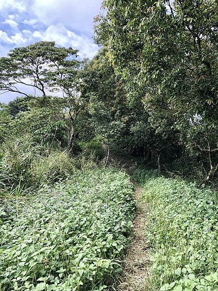 離開竹子尖山三角點續行