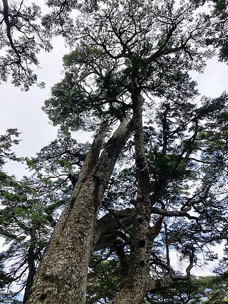 庫哈諾辛山鐵杉林